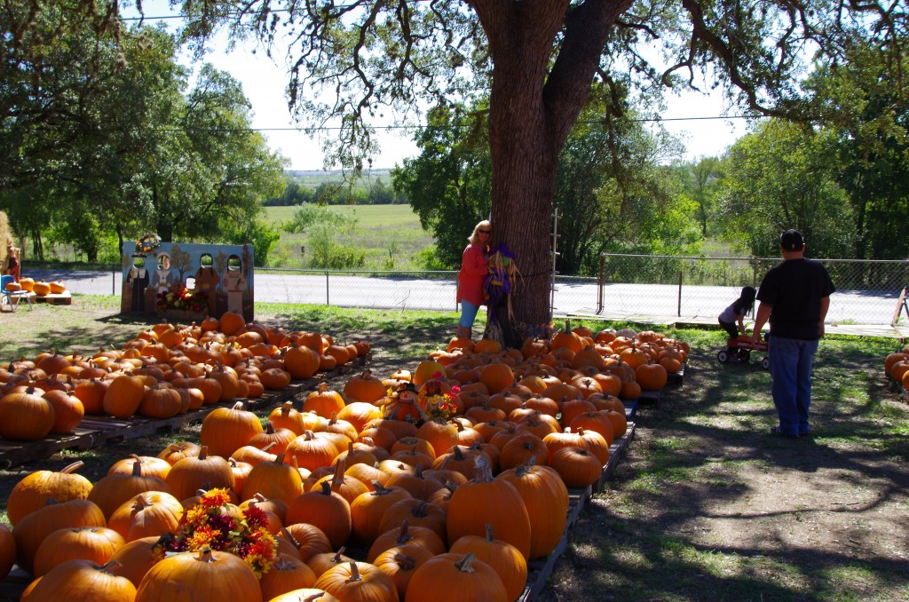 Another chance to hug a tree at the Pumpkin Patch, New Braunfels Texas